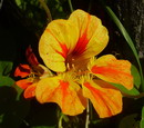Tropaeolum Majus
